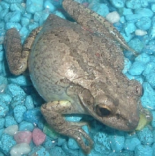 Frog1