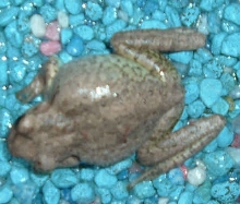 Frog2