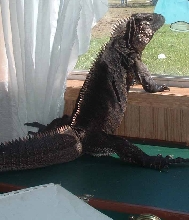 Chaos standing up