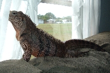 need a name for this cuban rock iguana