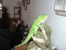 Ed on frogs