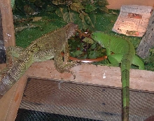 Sma-N-Ella sharing lunch