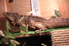 my new spinytail ig
