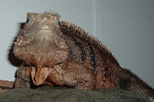 front view cuban rock iggy
