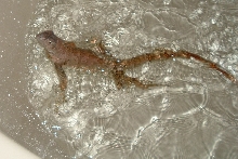 Sam splashing