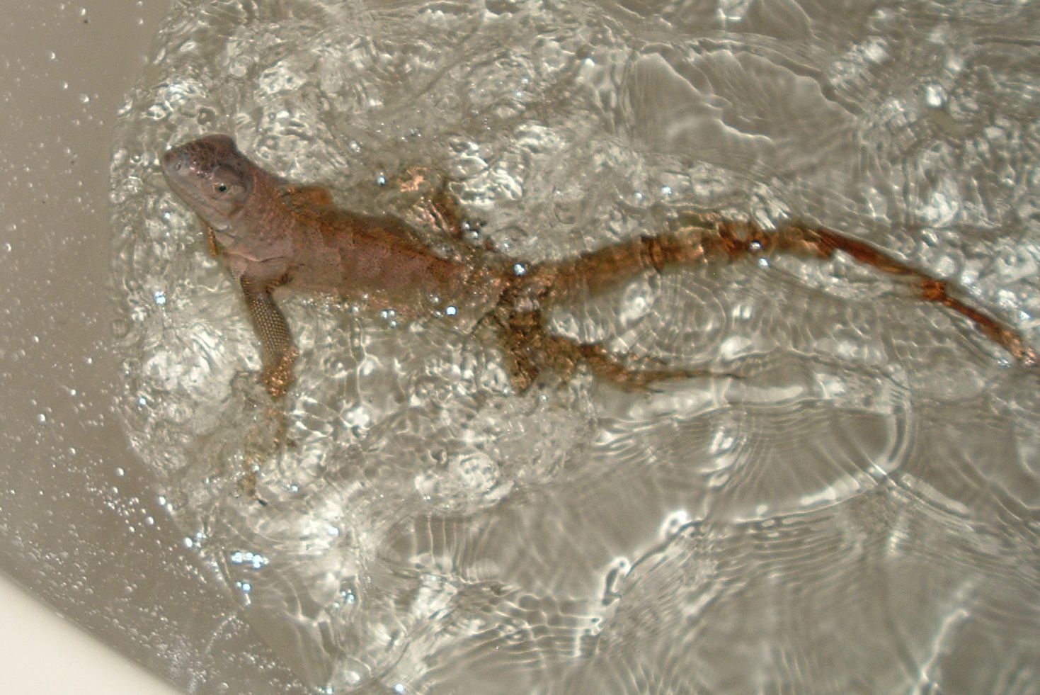 Sam splashing