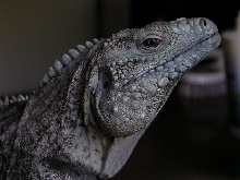 Azul-head shot