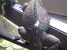Bubs on a leash