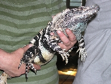Ctolstoy, male C. similis
