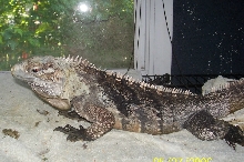 Cycmale body
