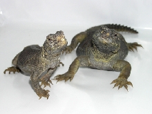 EU pair