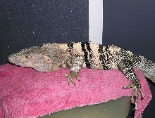 Male similis