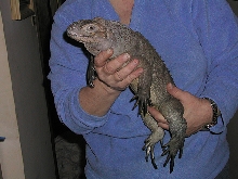 Loofah at 2 years of age