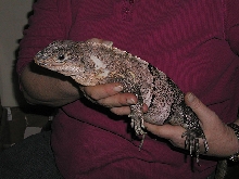 Female similis