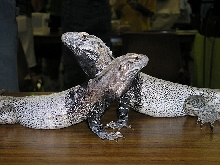 conspicuosa