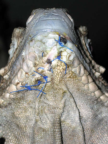 Loofah, healing