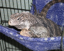 Bolivar and Cojimar