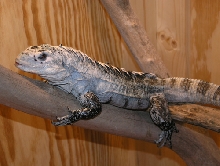 C. bakeri