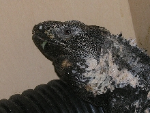 Black Spiny
