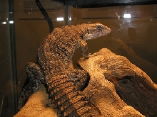 Clubtail iguana.  C. quinquecarinata