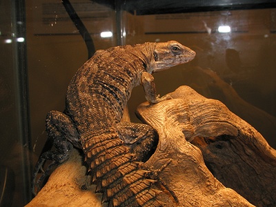 Clubtail iguana.  C. quinquecarinata