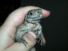 Loofah, 3 weeks