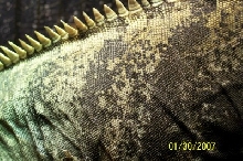Cyc back coloration
