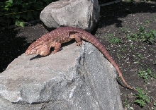 male red tegu