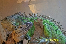 Green and Pectinata