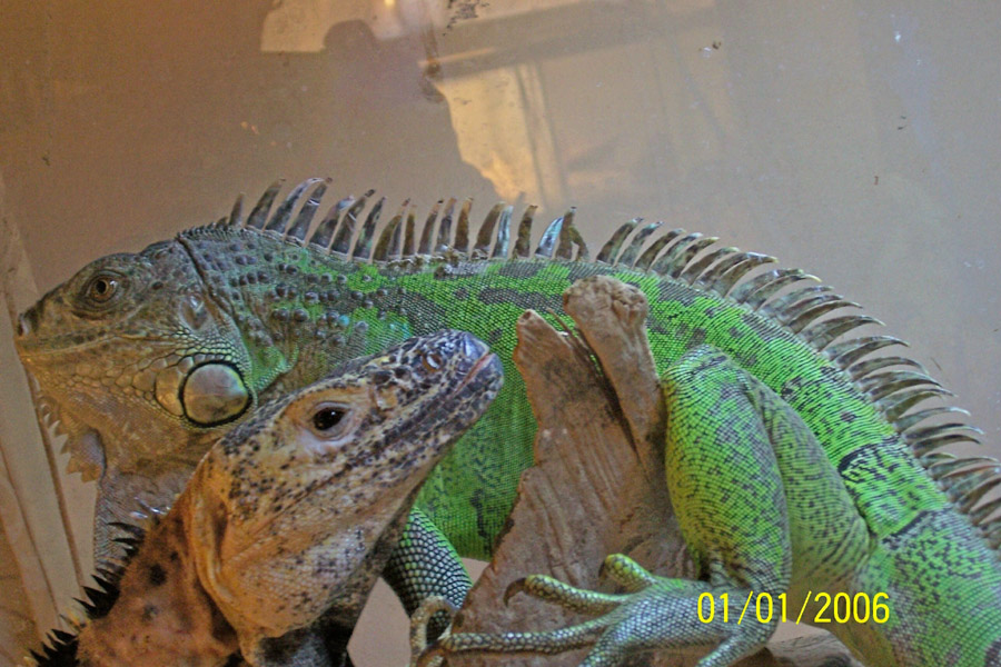 Green and Pectinata