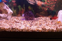 Red Eyed Tetras