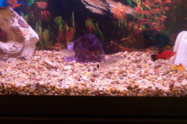 Red Eyed Tetras