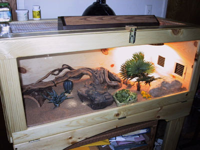 Rocky in new cage