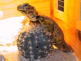 Cactus Perch