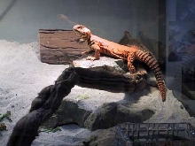 basking