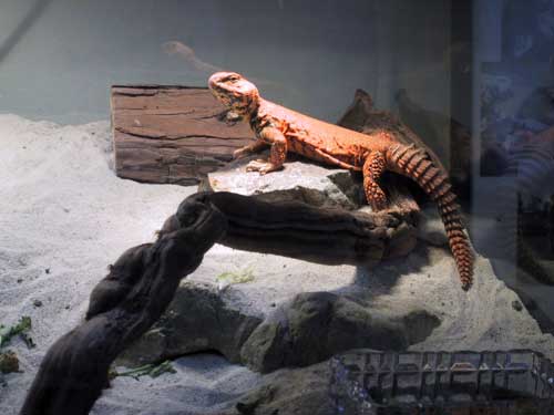 basking