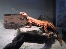 basking
