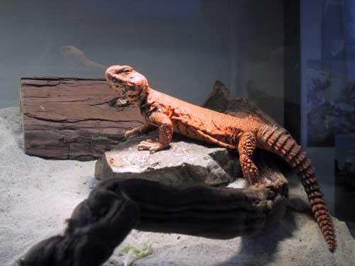 basking