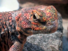 Rocky in shed