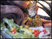 Rocky Eating