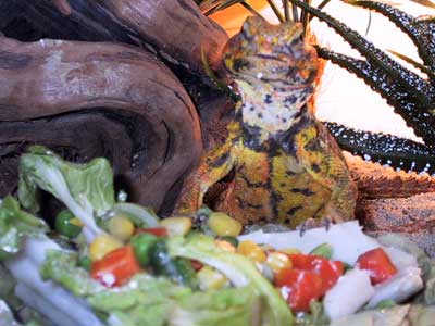 Rocky Eating