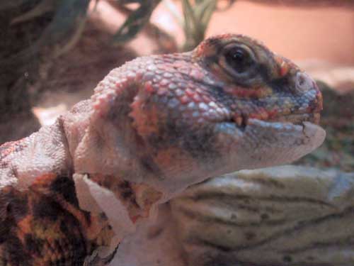 Shedding Sucks!