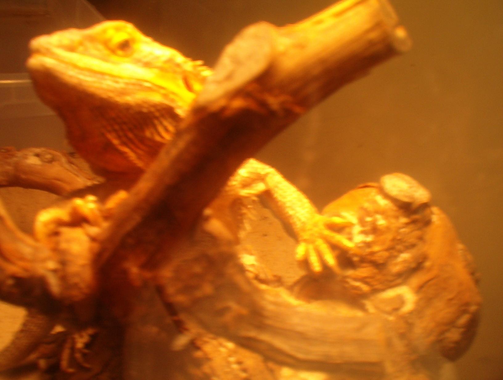my beardi