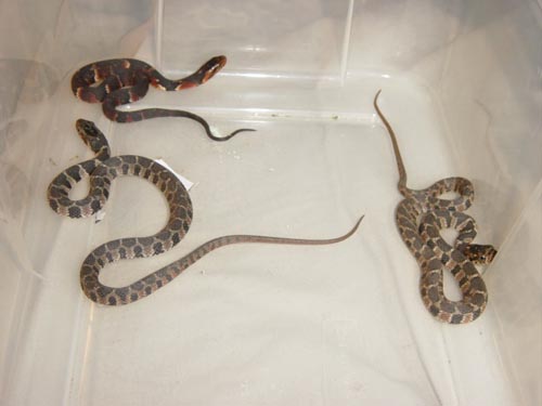 3 water snakes