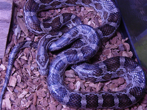 great plains rat snake
