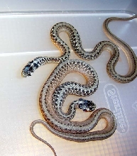 brown snakes
