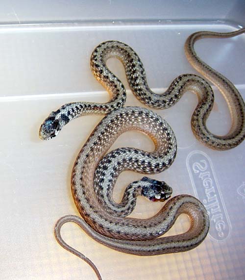 brown snakes