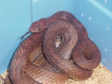 red coachwhip