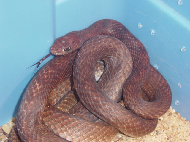 red coachwhip