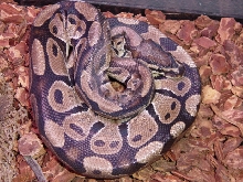 ball, het albino, male 400 grams
